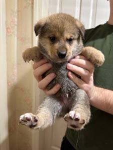 Щенки акита Ину