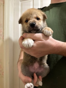 Щенки акита Ину