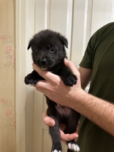 Щенки акита Ину