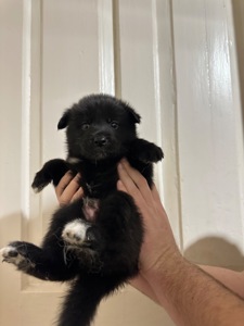 Щенки акита Ину