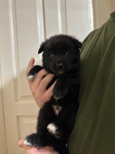 Щенки акита Ину