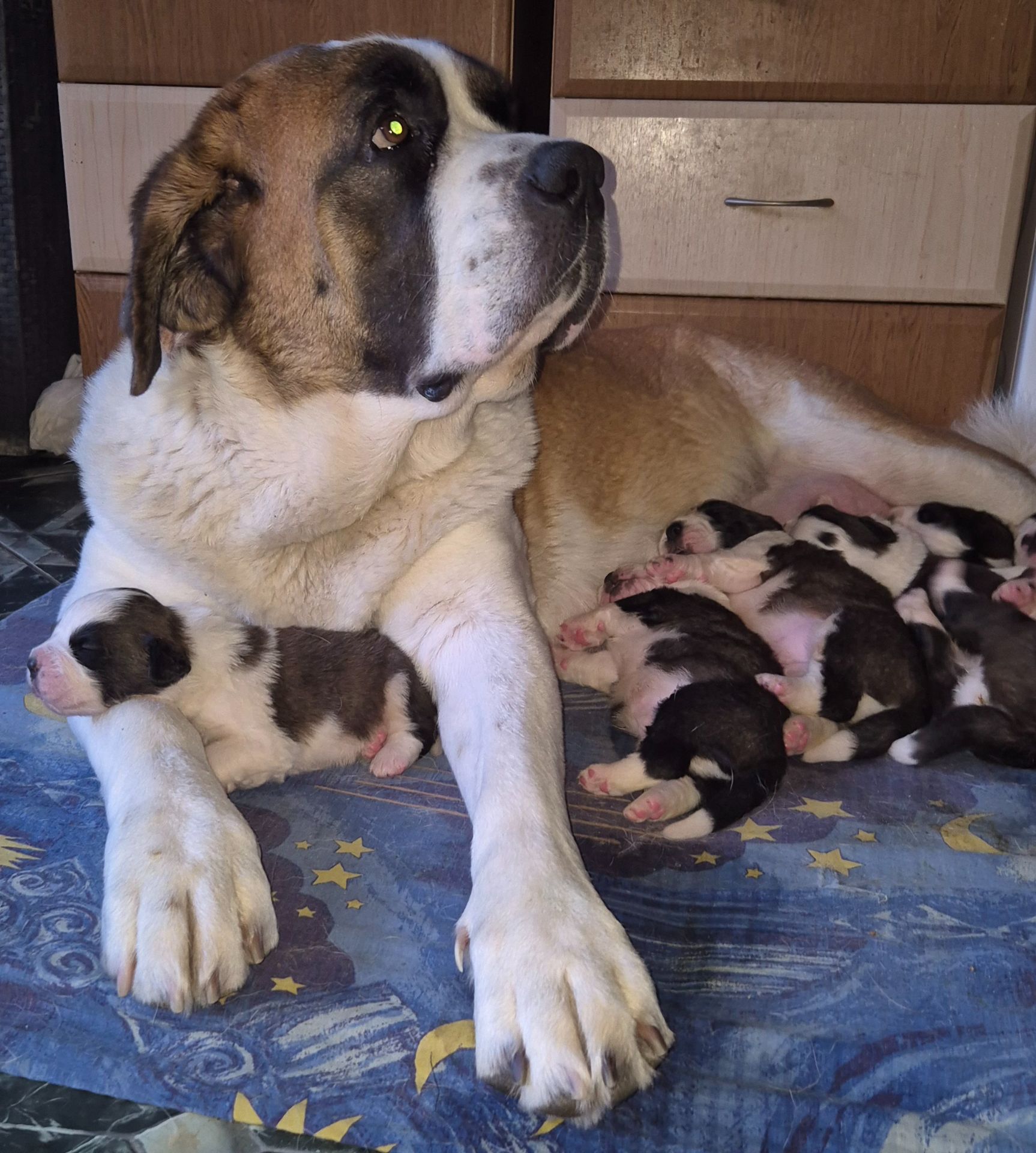 Цюценята сенбернару