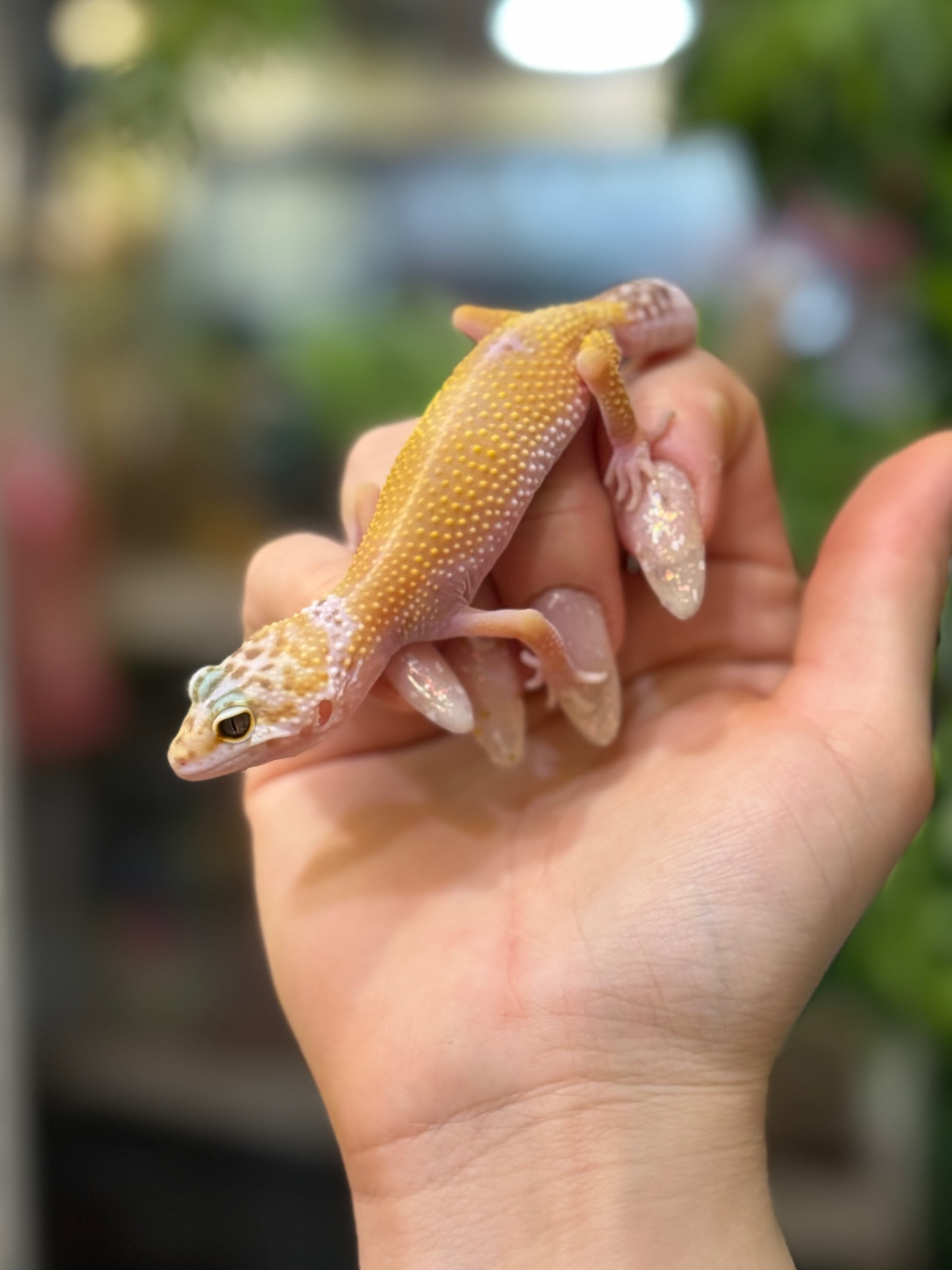 Гекон що посміхається-еублефар, плямистий гекон