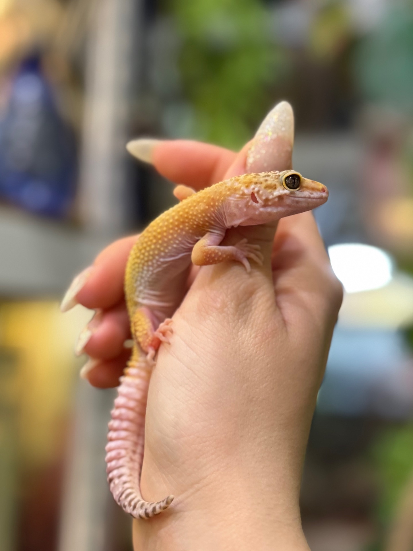 Гекон що посміхається-еублефар, плямистий гекон