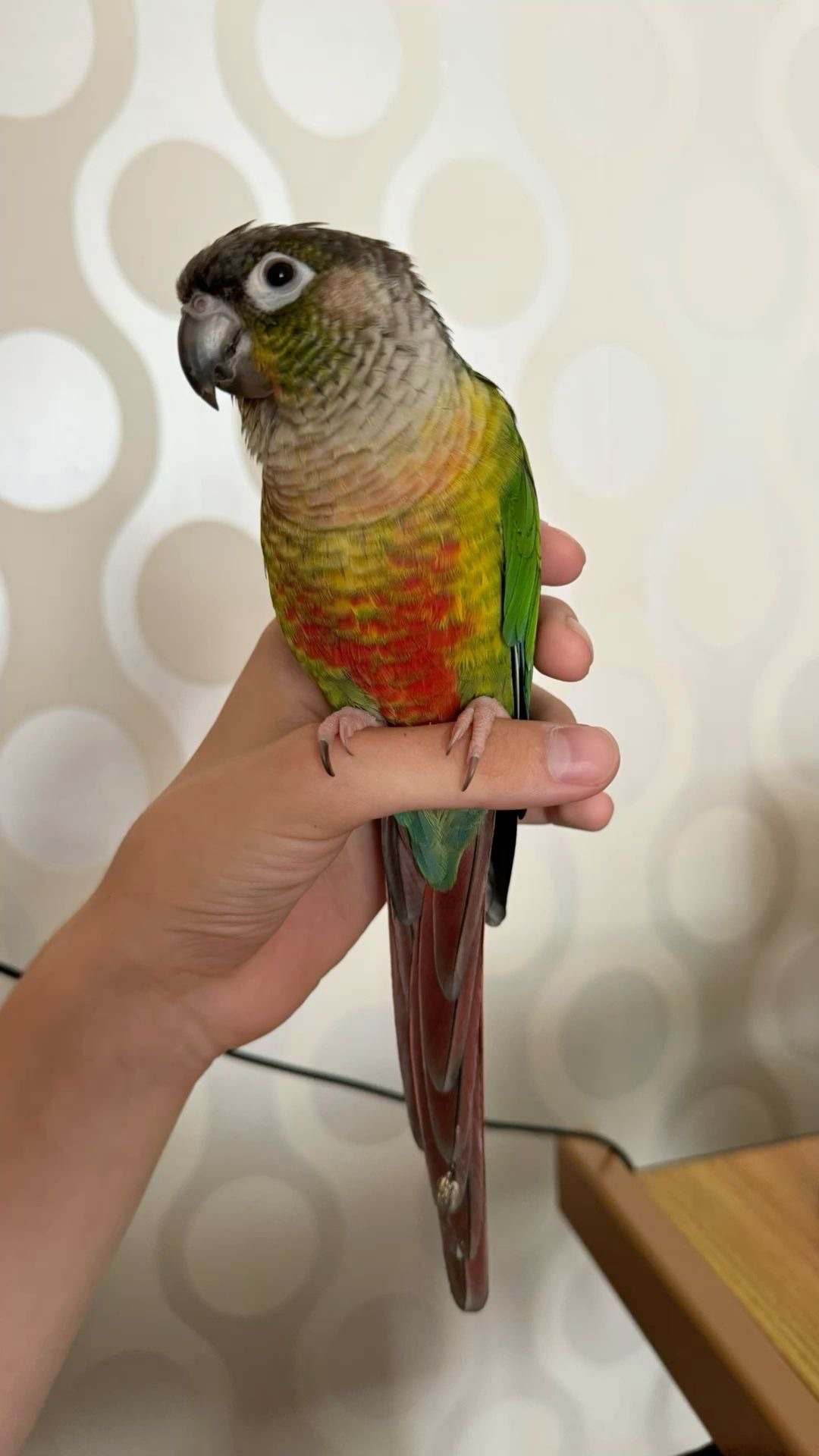 Пірура, піррура надзвичайно яскравий папужка