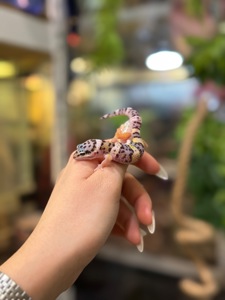 Гекон що посміхається-еублефар, плямистий гекон