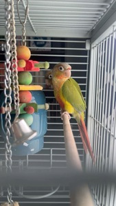 Пірура, піррура надзвичайно яскравий папужка