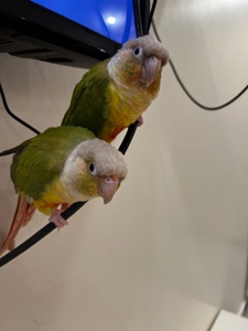 Пірура, піррура надзвичайно яскравий папужка