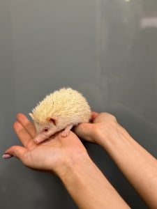 Мини Ежик, карликовый mini ежик