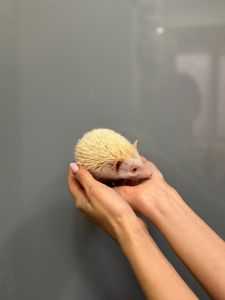 Мини Ежик, карликовый mini ежик