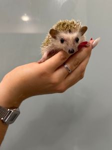 Мини Ежик, карликовый mini ежик