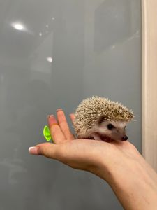 Мини Ежик, карликовый mini ежик