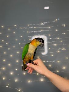 Черношапочный каик, ручной говорящий каик птенец