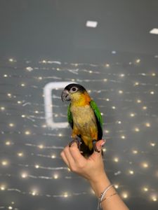 Черношапочный каик, ручной говорящий каик птенец