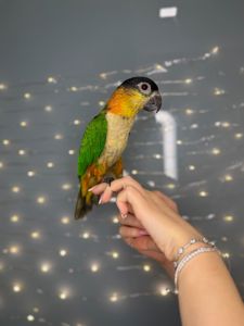 Черношапочный каик, ручной говорящий каик птенец