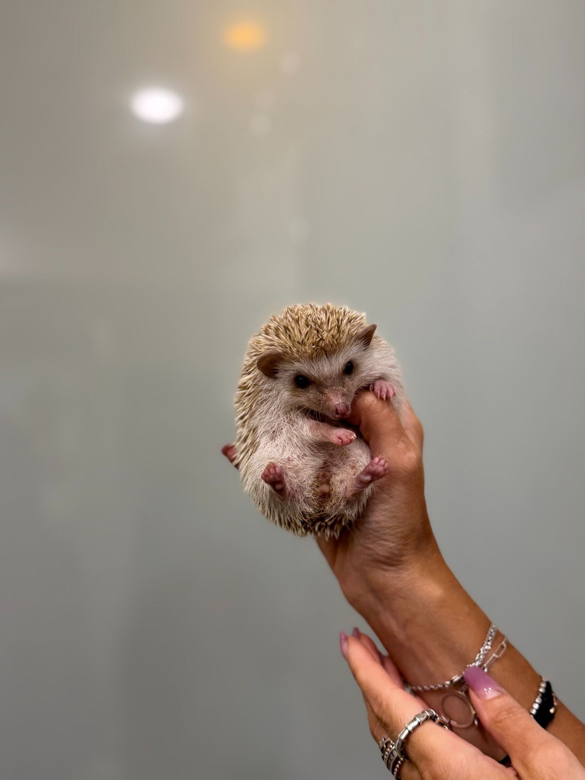 Мини Ежик, карликовый mini ежик