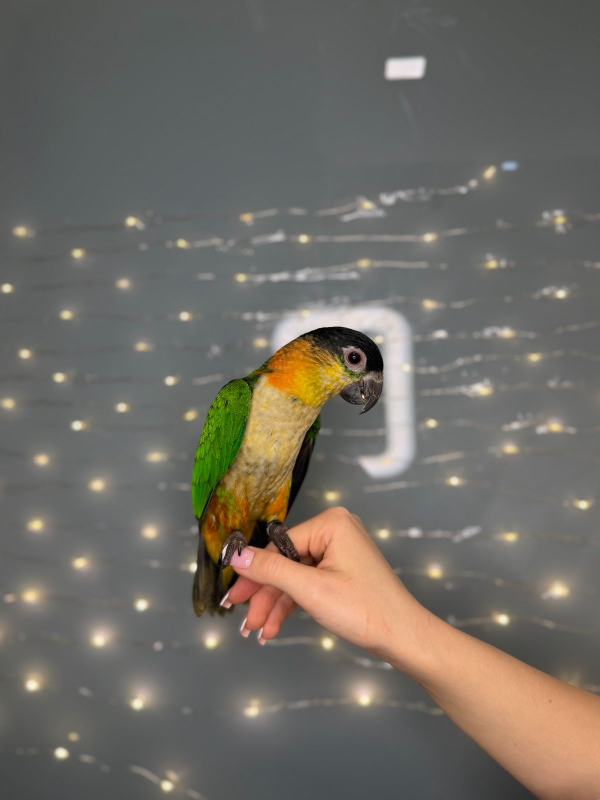 Черношапочный каик, ручной говорящий каик птенец