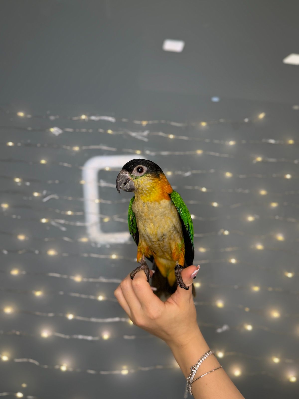 Черношапочный каик, ручной говорящий каик птенец