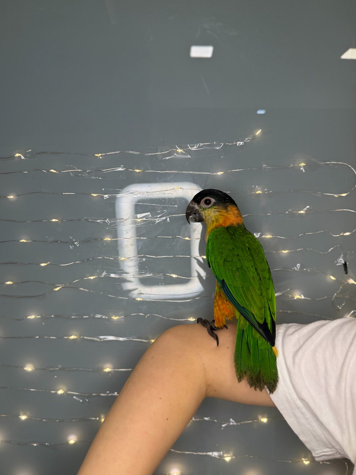 Черношапочный каик, ручной говорящий каик птенец