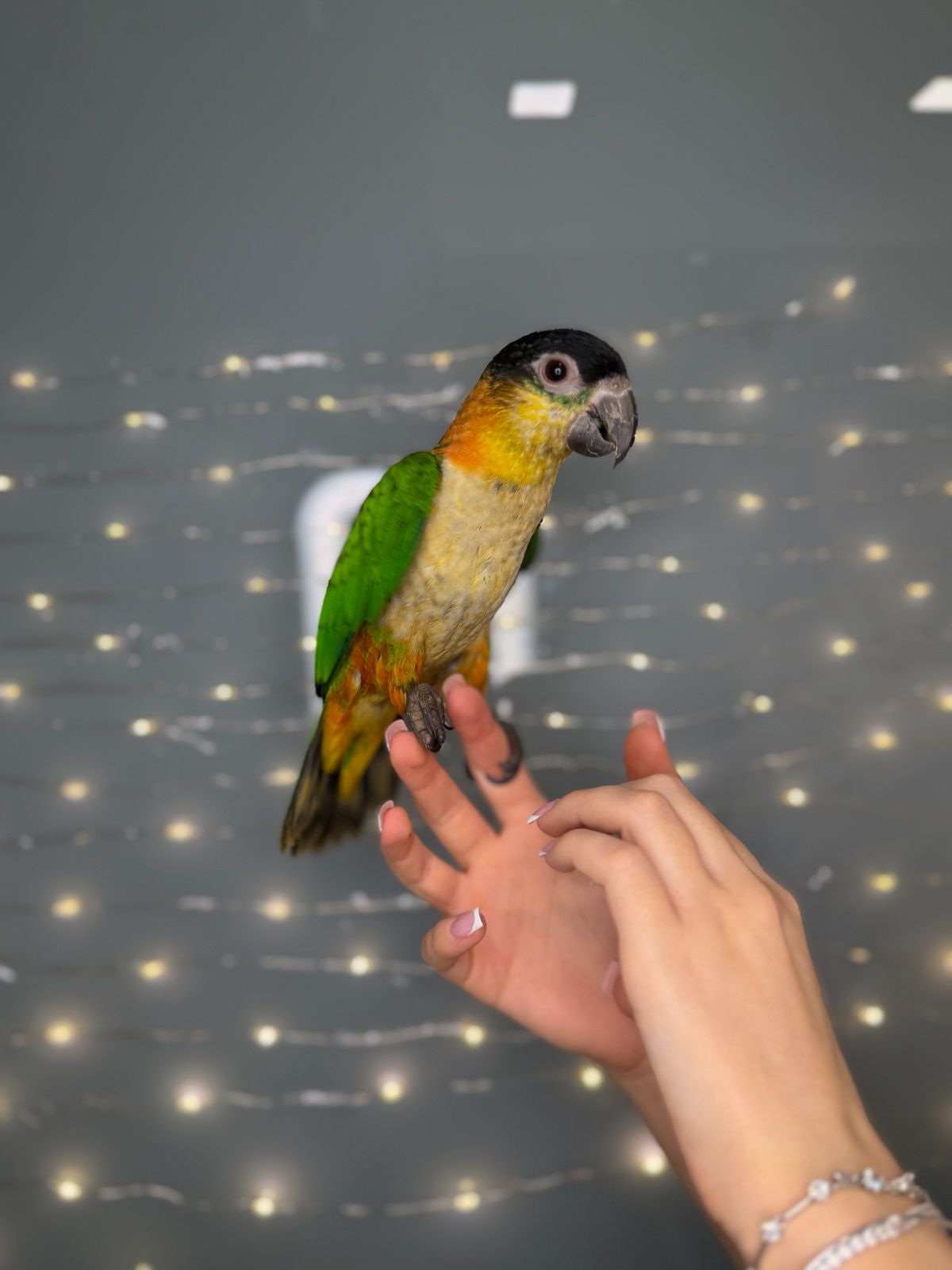 Черношапочный каик, ручной говорящий каик птенец