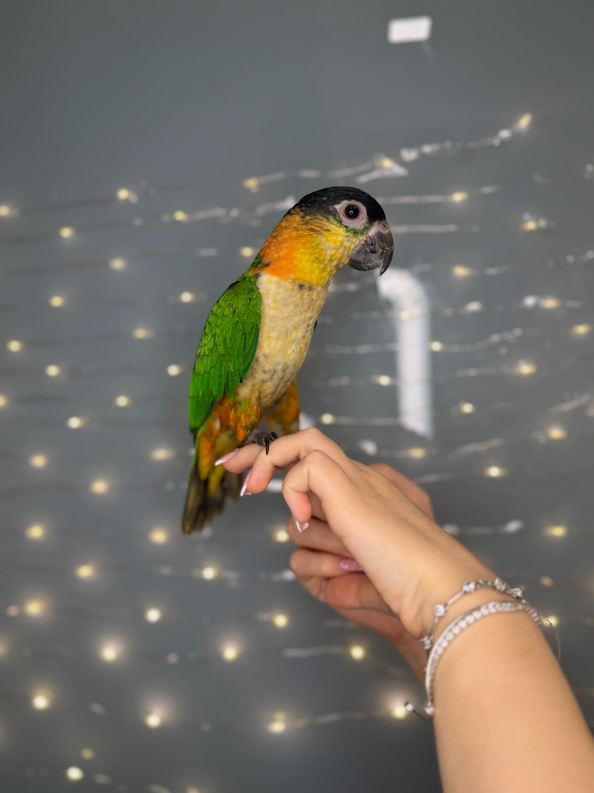 Черношапочный каик, ручной говорящий каик птенец