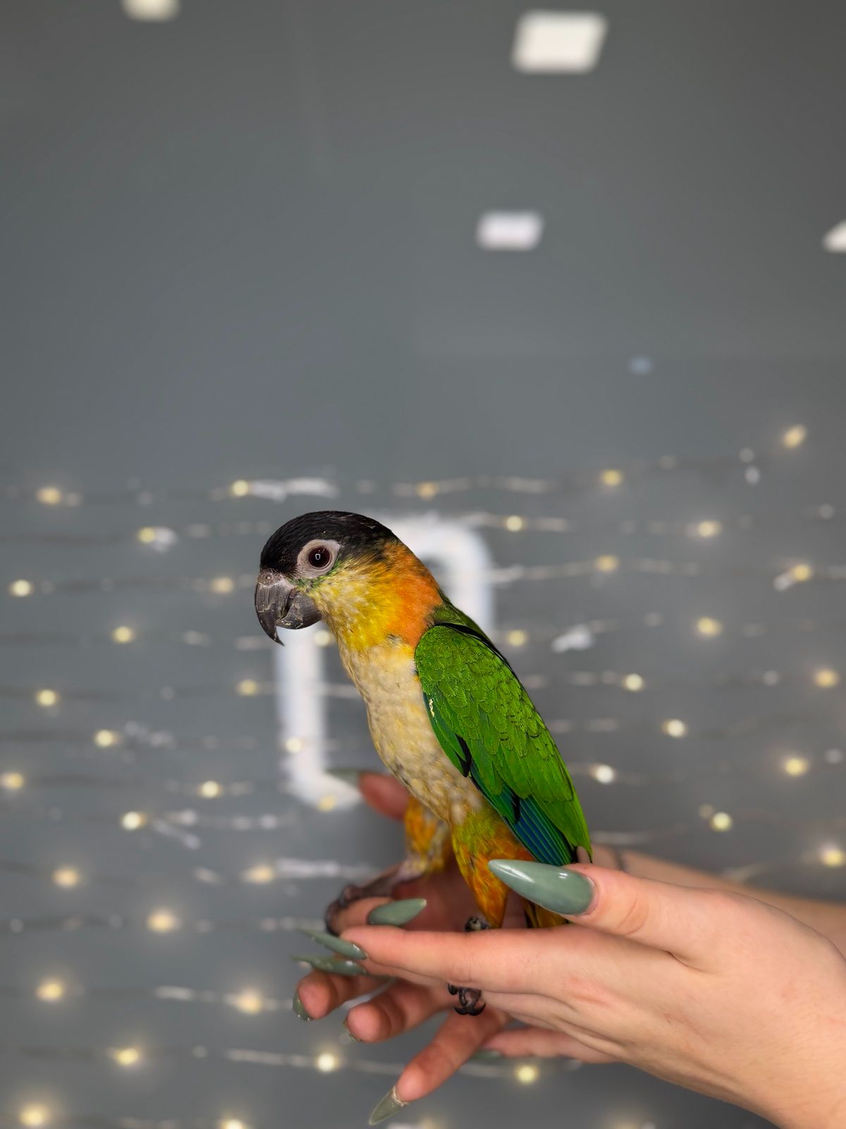 Черношапочный каик, ручной говорящий каик птенец