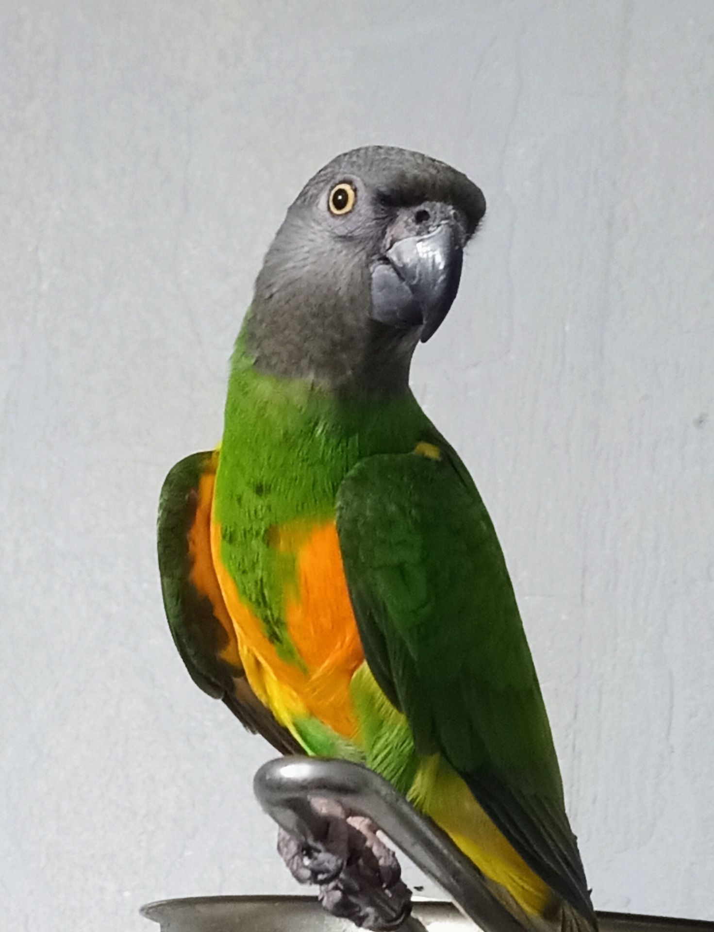 Сенегальский попугай