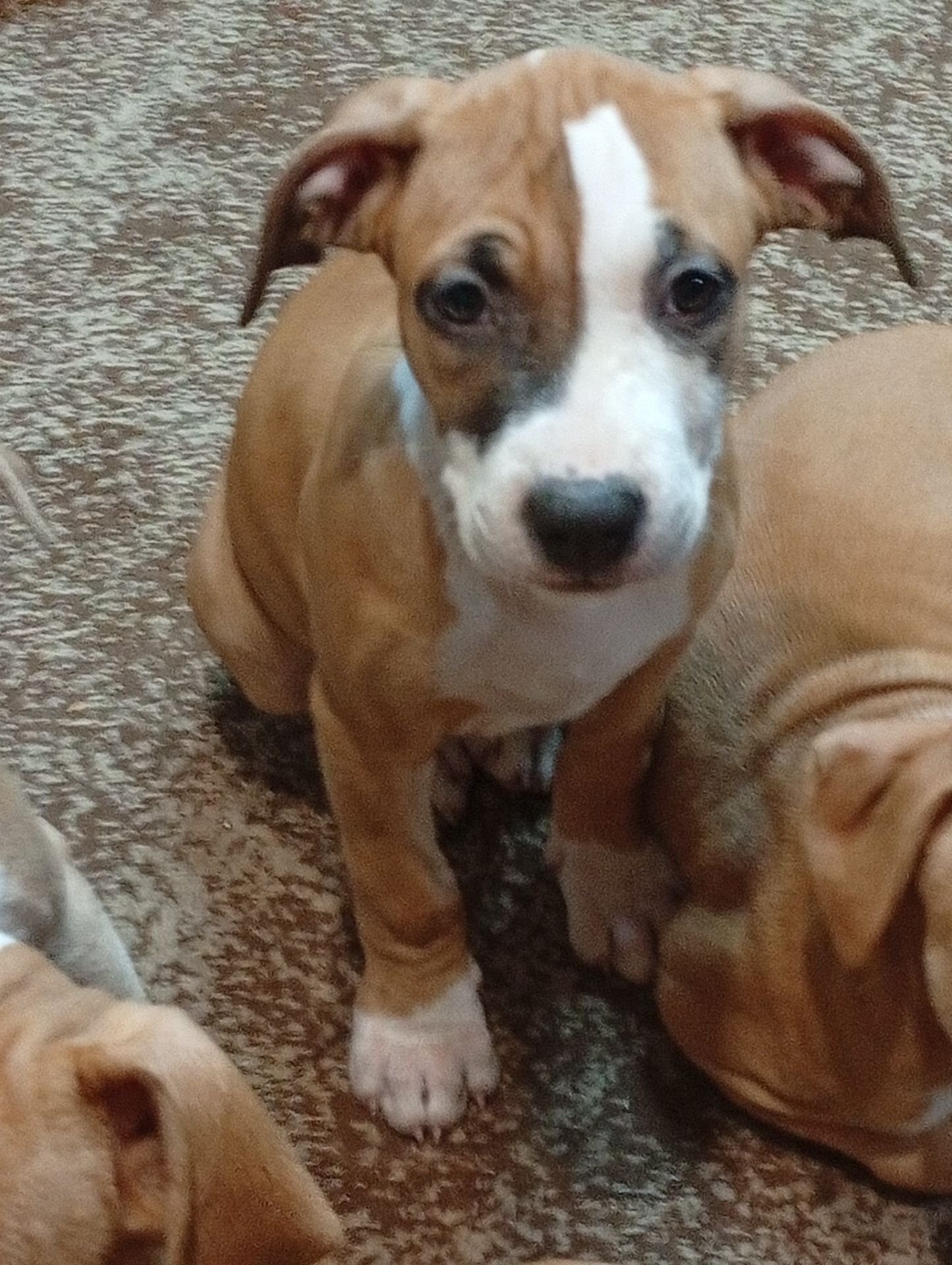 Щенки Американского стаффордшиьского терера