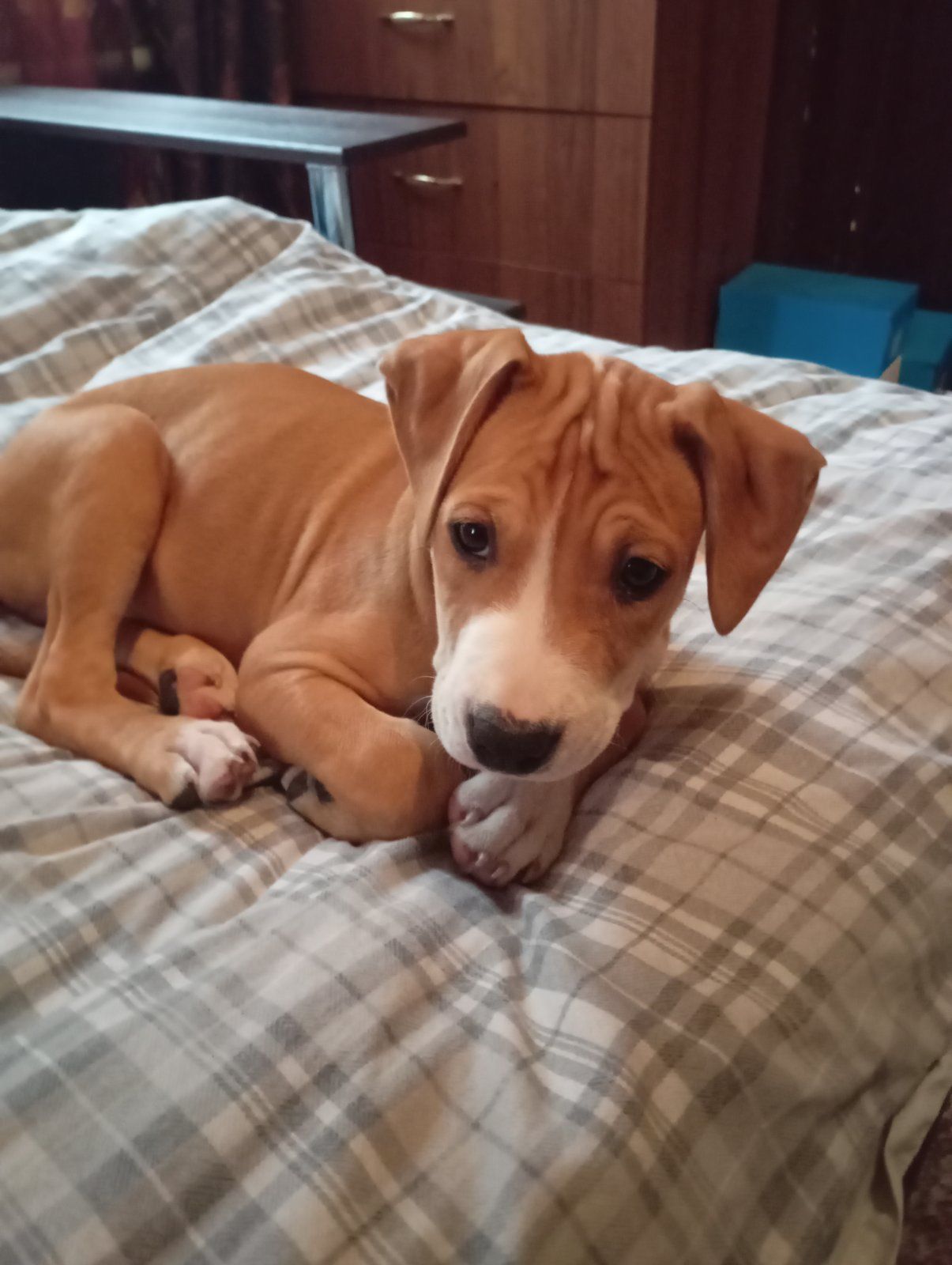 Щенки Американского стаффордшиьского терера