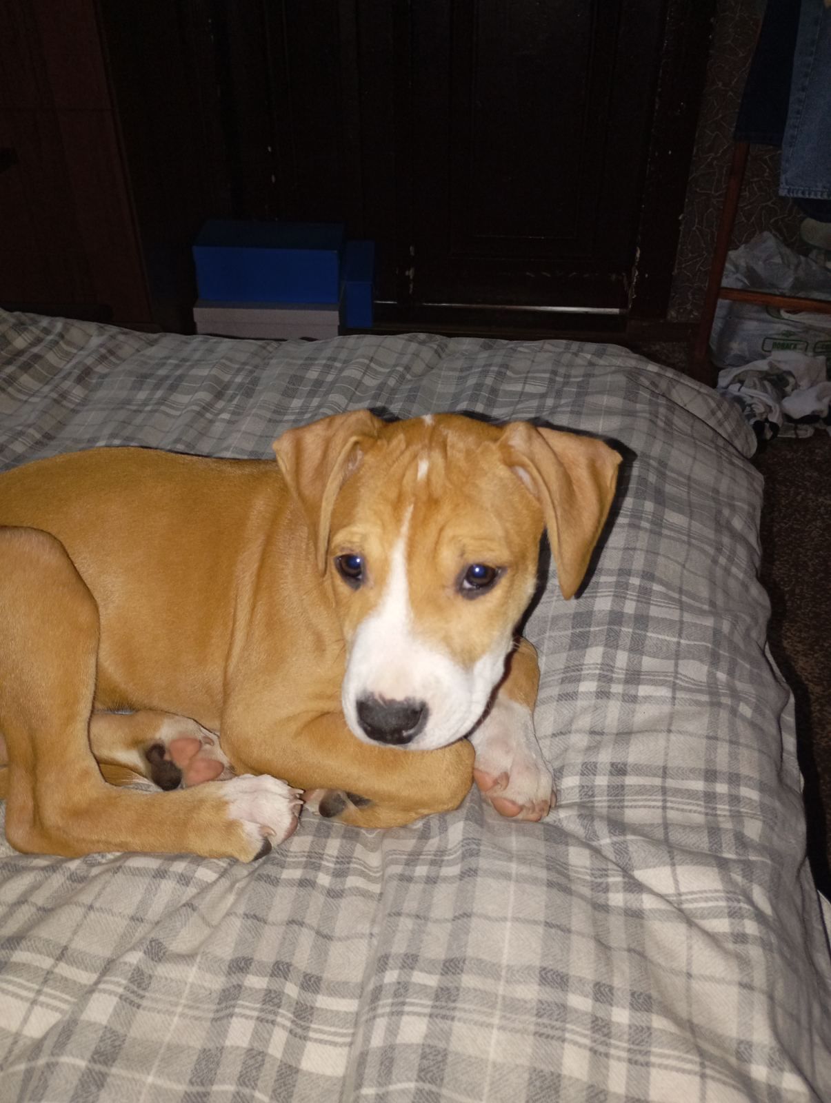 Щенки Американского стаффордшиьского терера