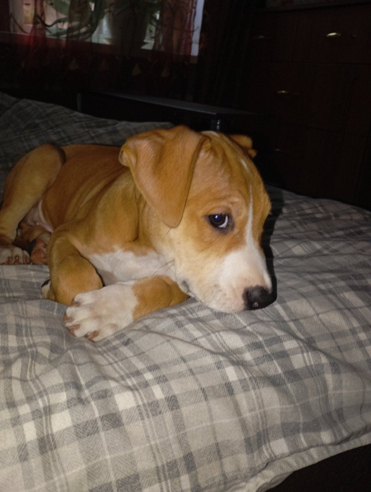 Щенки Американского стаффордшиьского терера