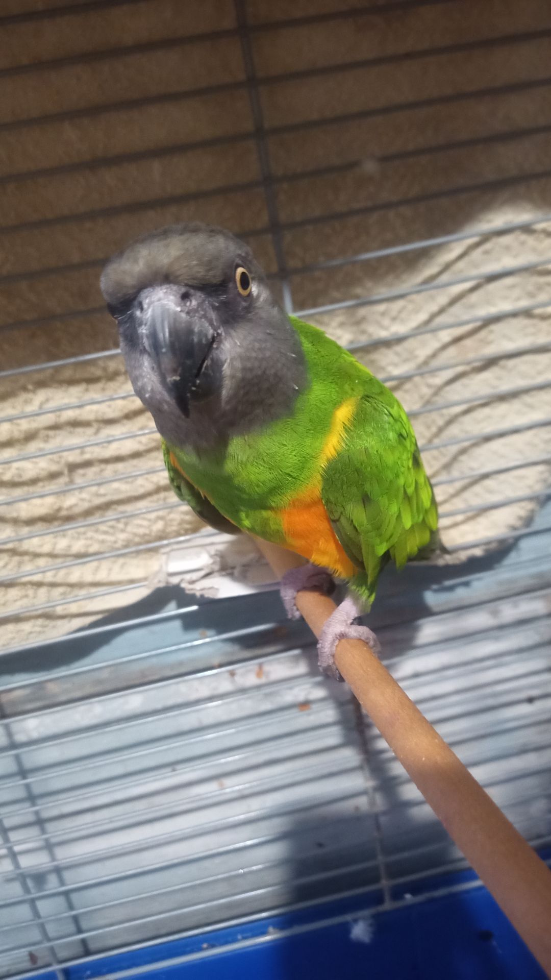 Сенегальский попугай