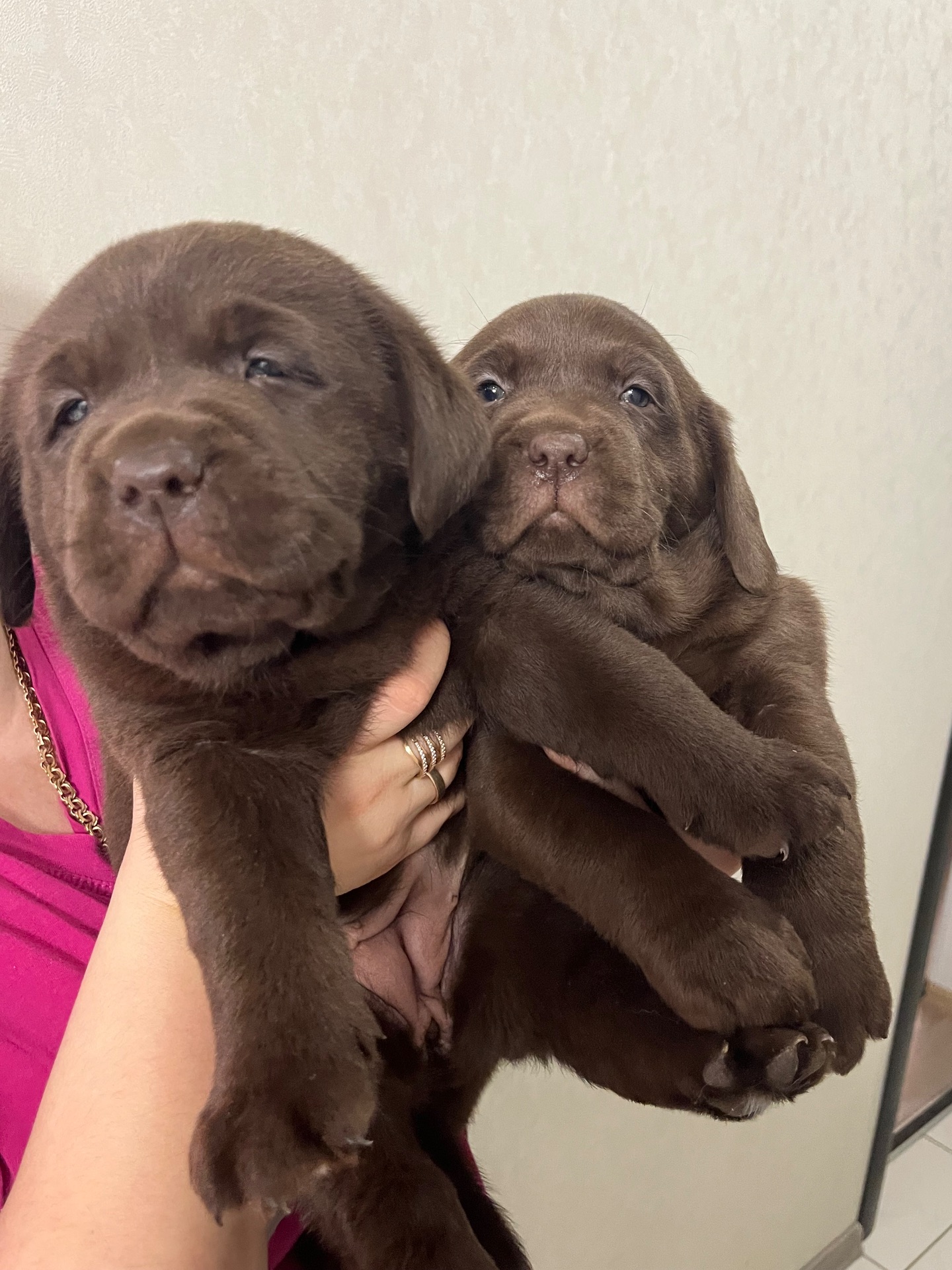 Цуценя Шоколадного Лабрадору