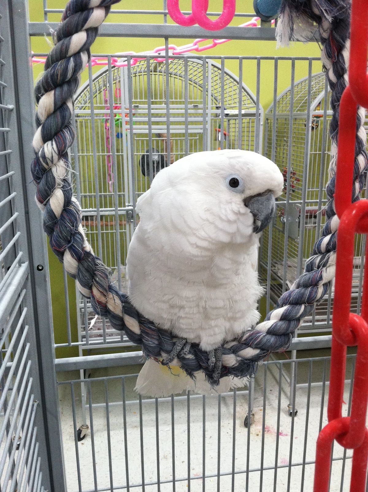 Какаду Альба, котик в пірʼї