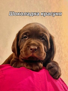 Цуценя Шоколадного Лабрадору