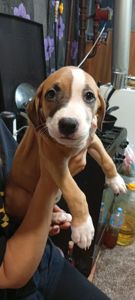 Щенки Американского стаффордшиьского терера