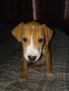 Щенки Американского стаффордшиьского терера