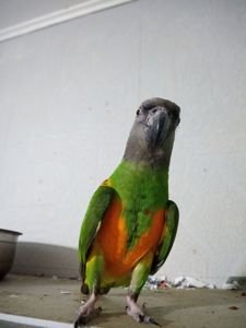 Сенегальский попугай