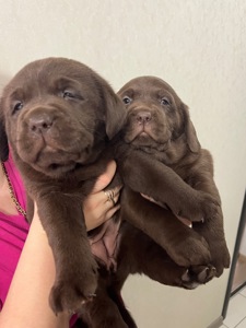 Цуценя Шоколадного Лабрадору