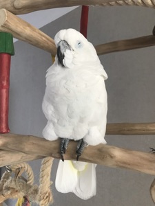 Какаду Альба, котик в пірʼї