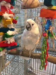 Какаду Альба, котик в пірʼї