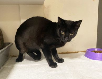 Джек Горобець