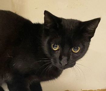 Джек Горобець