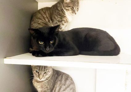 Джек Горобець