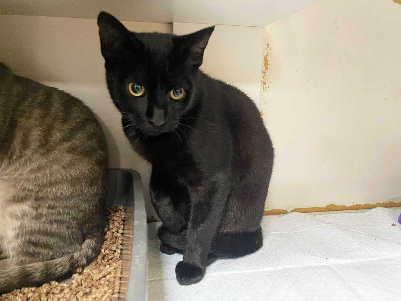 Джек Горобець