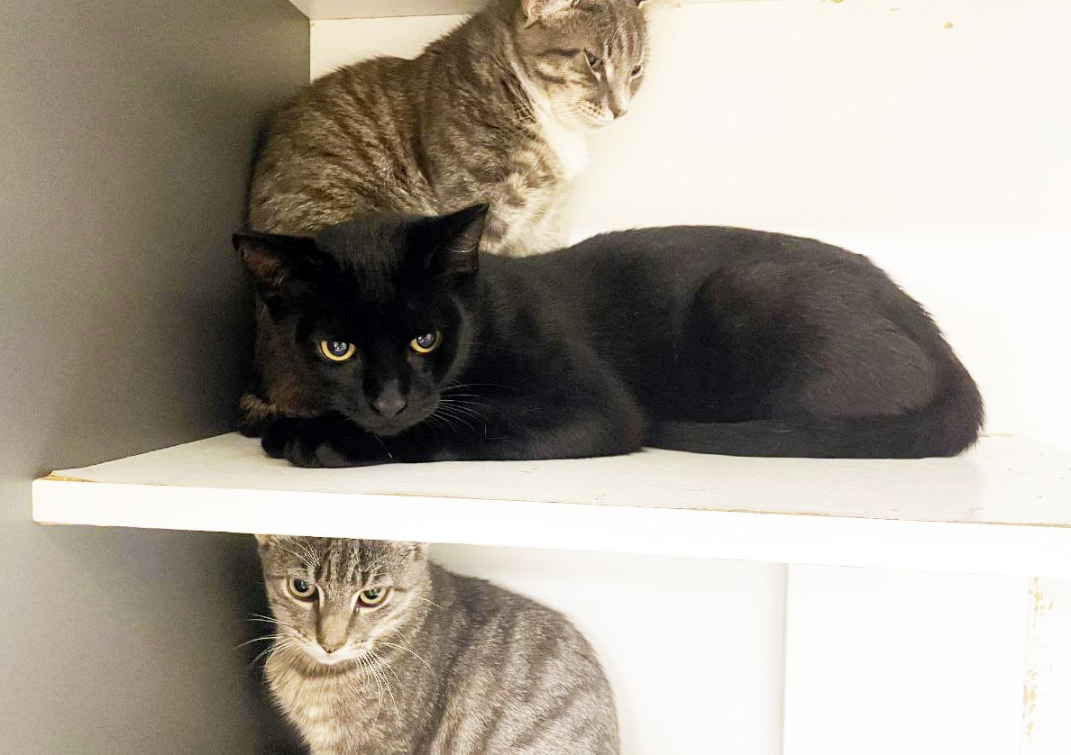 Джек Горобець