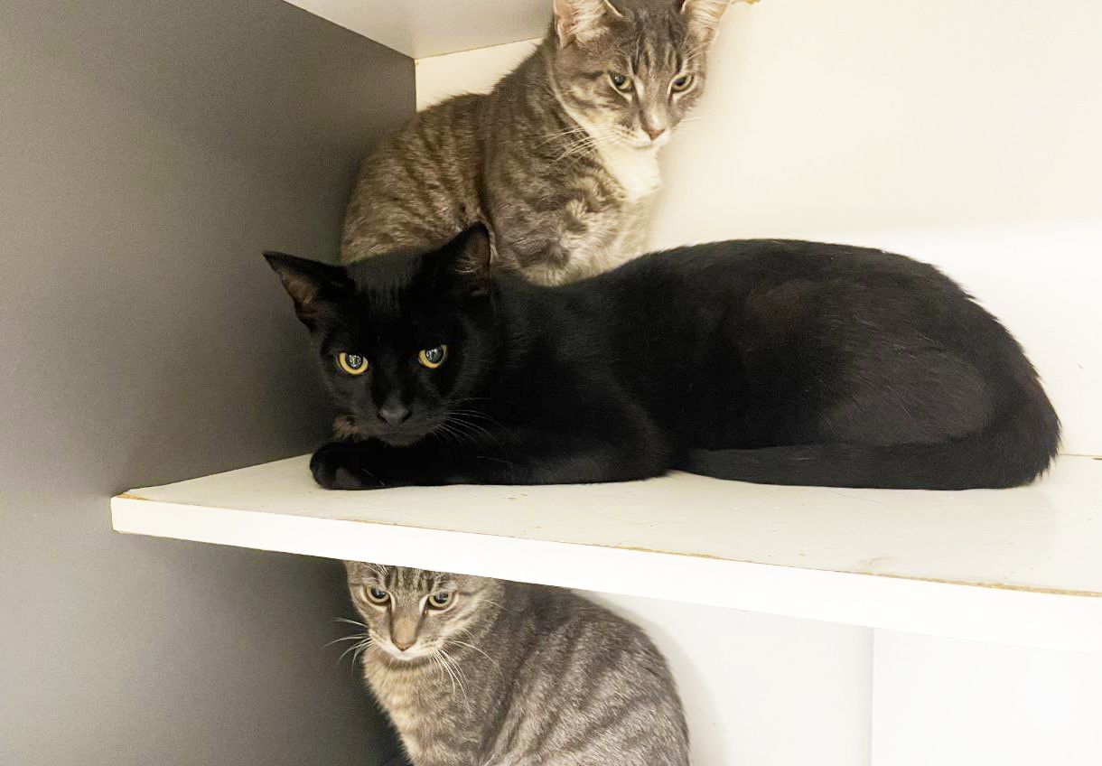 Джек Горобець