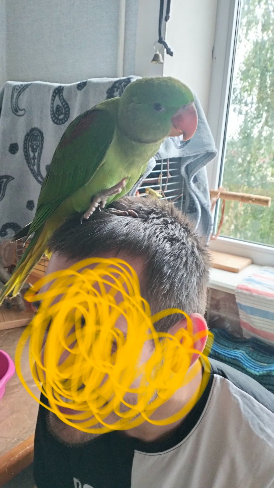 Олександрійський ручний хлопчик