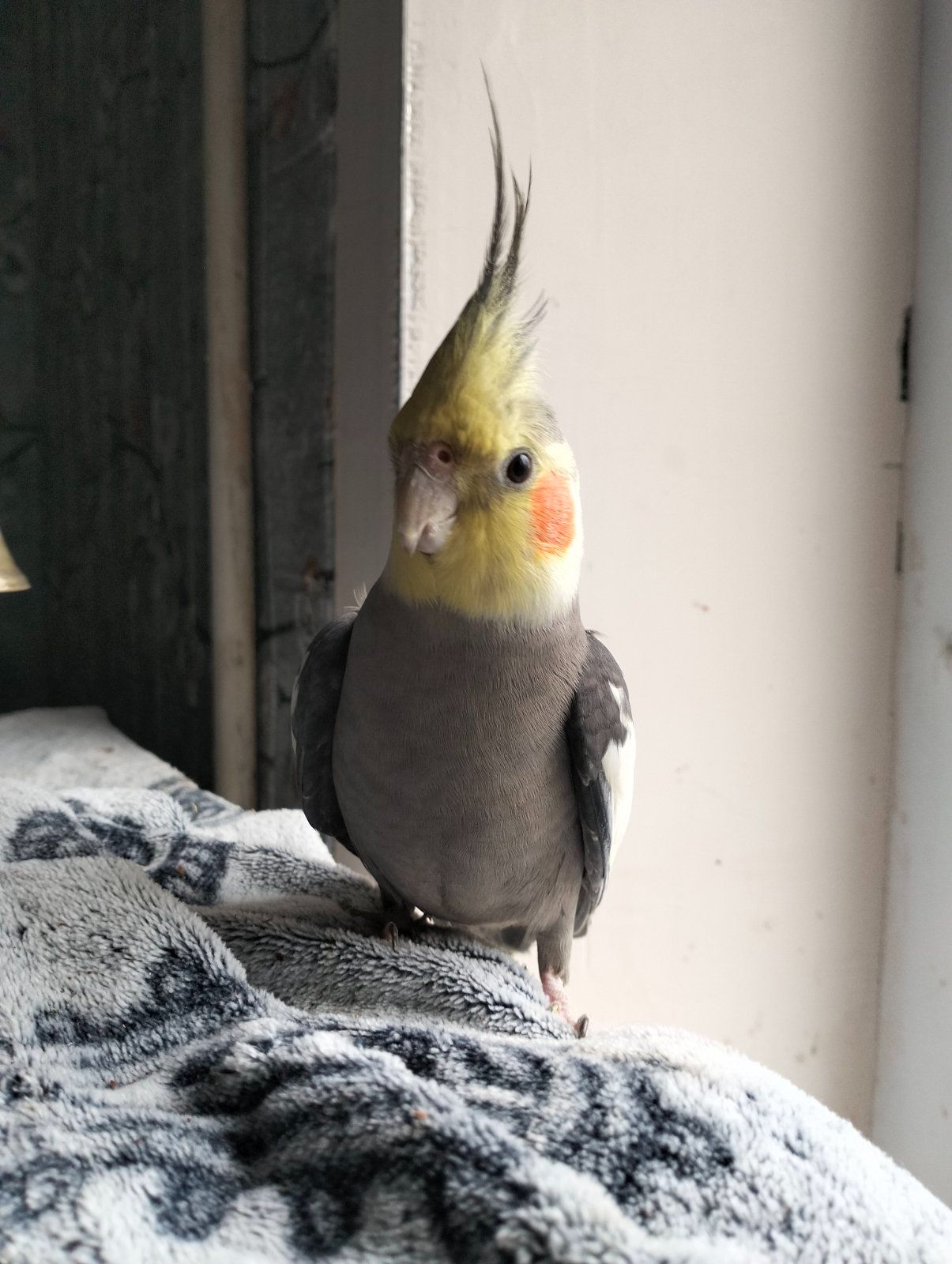 Пара робоча Корелок Природніки