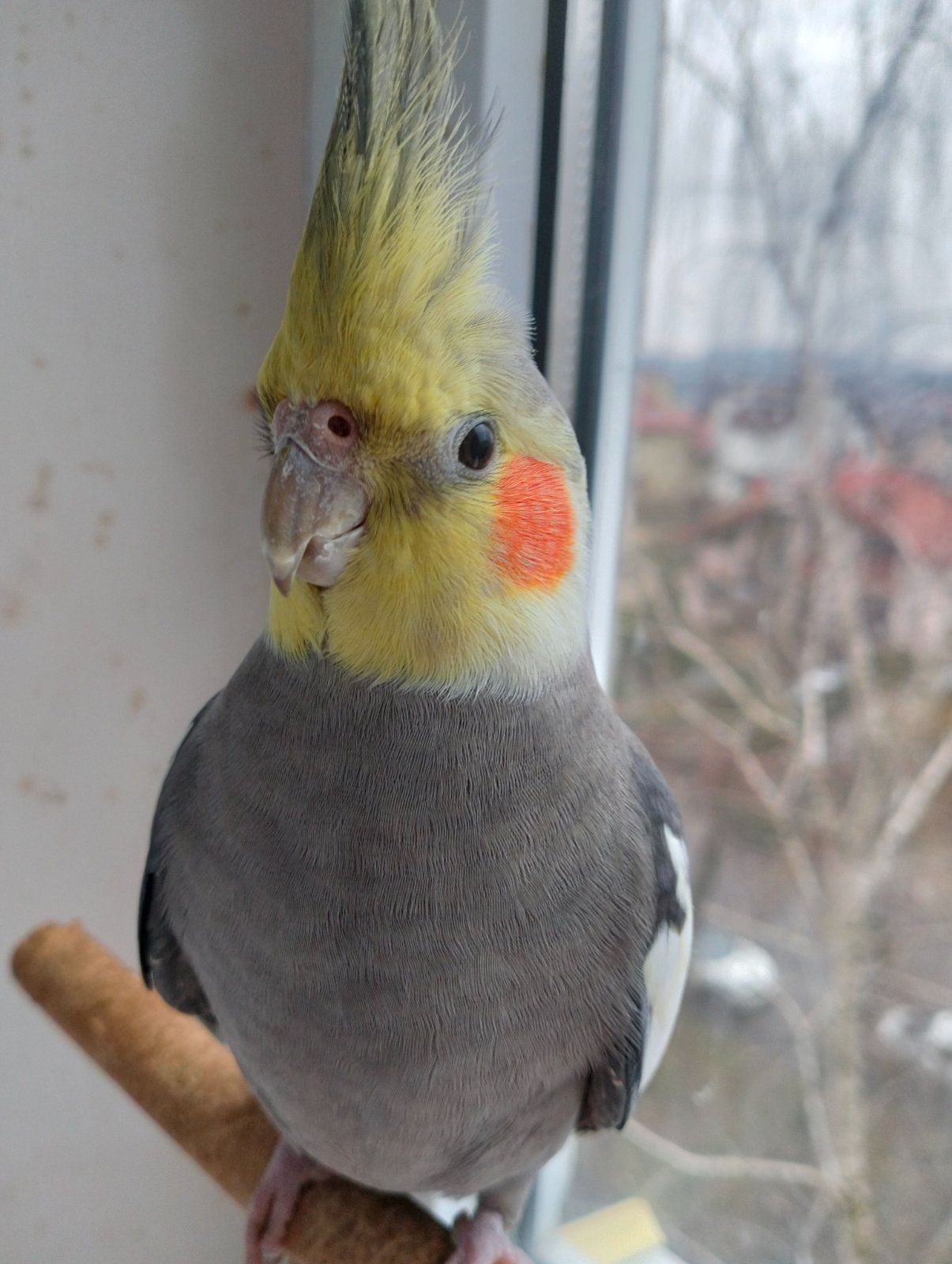 Пара робоча Корелок Природніки